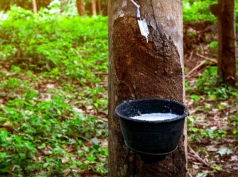 റബറിന്റെ താങ്ങുവില 250 രൂപയായി വർധിപ്പിച്ച് ഉത്തരവിറക്കി Rubber Farming