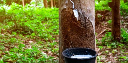 റബറിന്റെ താങ്ങുവില 250 രൂപയായി വർധിപ്പിച്ച് ഉത്തരവിറക്കി Rubber Farming