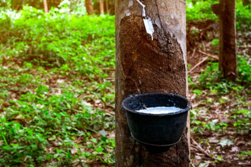 Rubber Farming Rubber Farming