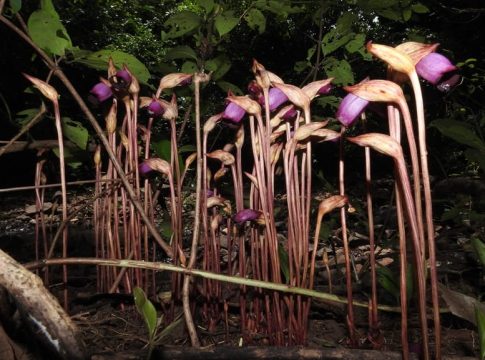 Forest Ghost Flowers