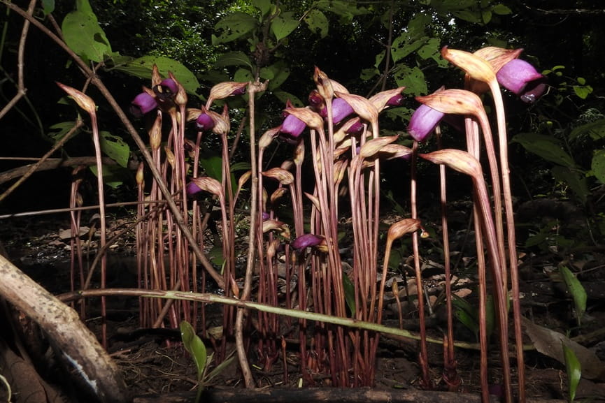 Forest Ghost Flowers Forest Ghost Flowers