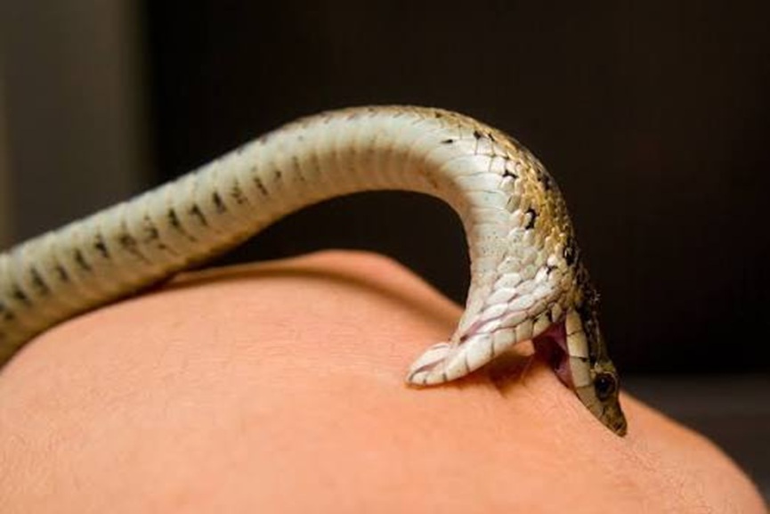 snake bite snake bite