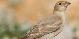 Pale Rockfinch