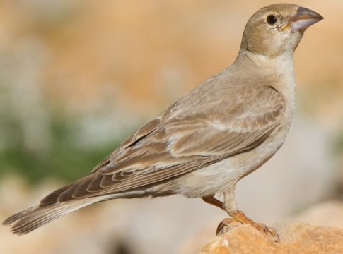 Pale Rockfinch