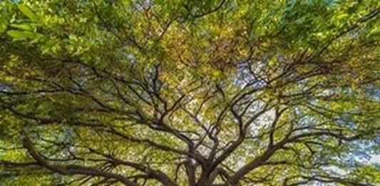 പൊട്ടിയൊഴുകുന്ന ‘ഡീസൽ മരം’; തെക്കേ അമേരിക്കയിലെ അത്ഭുത പ്രതിഭാസം Copaifera tree