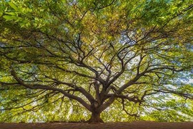 Copaifera tree
