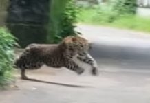 leopard
