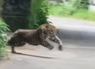 നാദാപുരത്ത് പുലിയുടെ ആക്രമണം? യുവാവിന് ഗുരുതര പരിക്ക്, സ്ഥലത്ത് പരിശോധന leopard