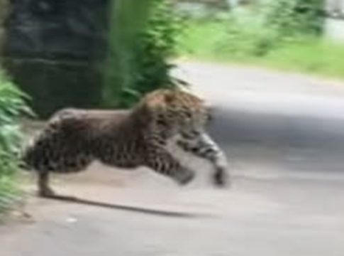 leopard