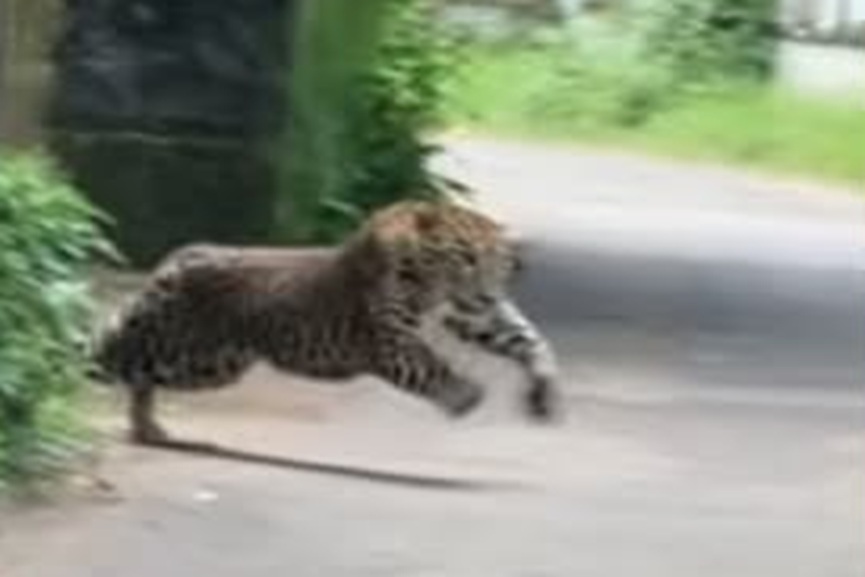 leopard leopard